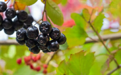 Qualità antiossidanti e antistress delle bacche di Aronia nera
