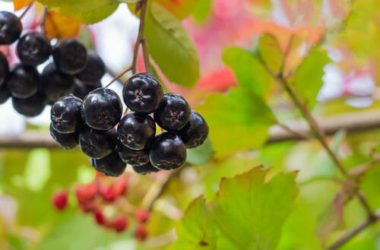 Qualità antiossidanti e antistress delle bacche di Aronia nera