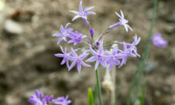 Tulbaghia: pianta aromatica dai fiori violacei all’odore di aglio