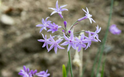 Tulbaghia: pianta aromatica dai fiori violacei all’odore di aglio