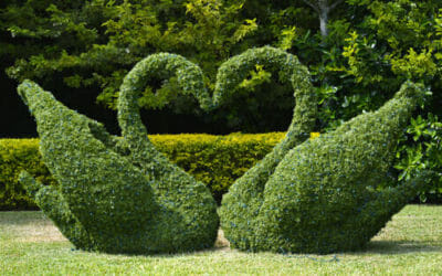 L’arte topiaria per rendere il giardino un’opera d’arte: la guida pratica