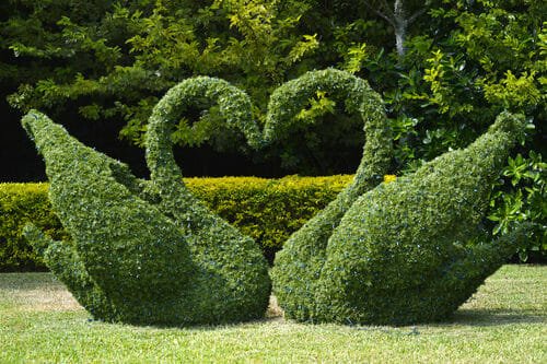 L’arte topiaria per rendere il giardino un’opera d’arte: la guida pratica