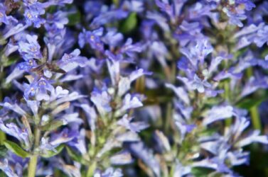 Che cos’è la bugola e quali sono i suoi utilizzi