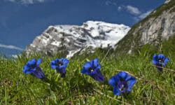 La genziana alpina, pianta dai fiori blu che cresce sulle Alpi, nota anche per il liquore che se ne ricava