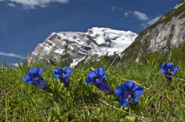 La genziana alpina, pianta dai fiori blu che cresce sulle Alpi, nota anche per il liquore che se ne ricava