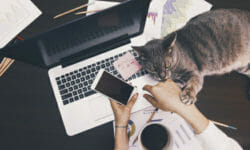 Con i gatti in ufficio si riduce lo stress: lo dice anche la scienza!