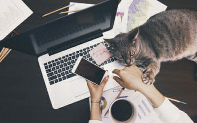 Con i gatti in ufficio si riduce lo stress: lo dice anche la scienza!