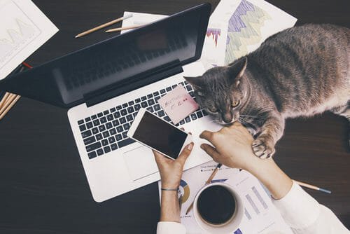 Con i gatti in ufficio si riduce lo stress: lo dice anche la scienza!