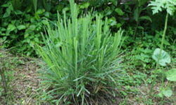 La citronella, la pianta anti-zanzare per eccellenza che possiamo usare anche in cucina