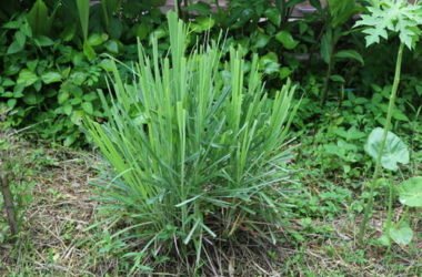 La citronella, la pianta anti-zanzare per eccellenza che possiamo usare anche in cucina