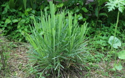 La citronella, la pianta anti-zanzare per eccellenza che possiamo usare anche in cucina