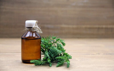 Proprietà e utilizzi dell’olio essenziale di ginepro