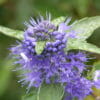 Caryopteris: coltivazione e cura di questa pianta ornamentale dagli splendidi fiori blu e viola