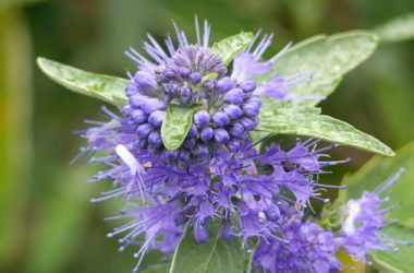 Caryopteris: coltivazione e cura di questa pianta ornamentale dagli splendidi fiori blu e viola