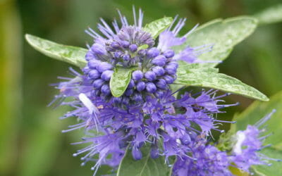 Caryopteris: coltivazione e cura di questa pianta ornamentale dagli splendidi fiori blu e viola