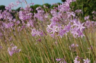 Tulbaghia: pianta aromatica dai fiori violacei all’odore di aglio