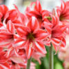 Hippeastrum, meravigliosa bulbosa dai fiori grandi ed eleganti, ma non chiamatela amaryllis!