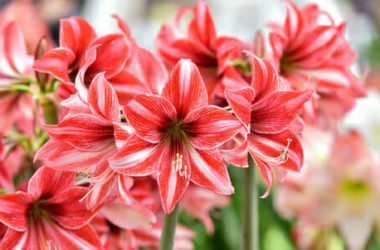 Hippeastrum, meravigliosa bulbosa dai fiori grandi ed eleganti, ma non chiamatela amaryllis!