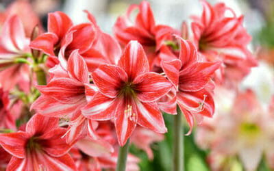Hippeastrum, meravigliosa bulbosa dai fiori grandi ed eleganti, ma non chiamatela amaryllis!