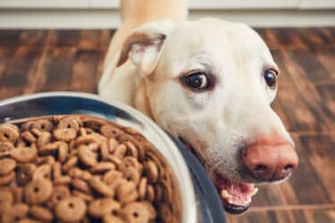 Alimentazione del cane: quali sono le basi? Come scegliere correttamente il cibo?
