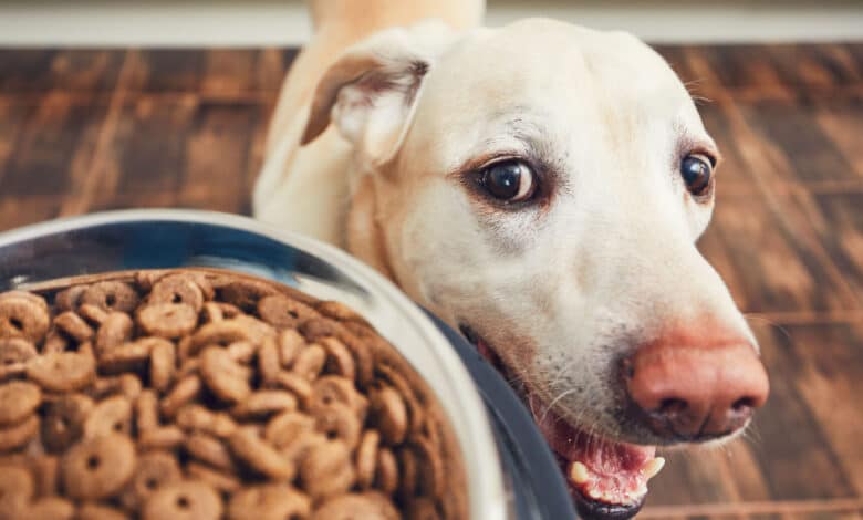 alimentazione del cane
