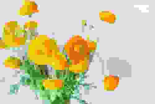ranunculus giallo