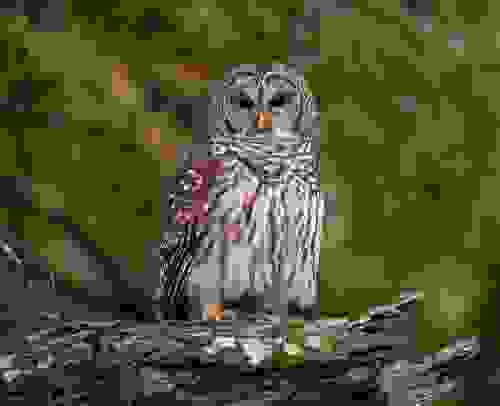 Il Gufo Abitudini Alimentazione E Cose Da Sapere Tra Realta E Leggenda