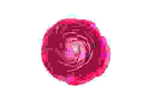 ranuncolo rosa
