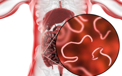 Vermi intestinali: sono parassiti che possiamo prevenire e curare con facilità