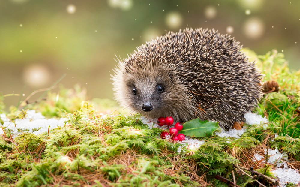 Animali che vanno in letargo quali sono e altre curiosità