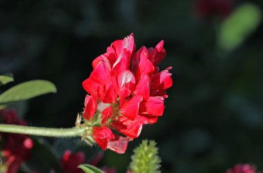 La Sulla, una pianta erbacea dalle tante proprietà e dal gustoso miele sempre più apprezzata per le sue fioriture