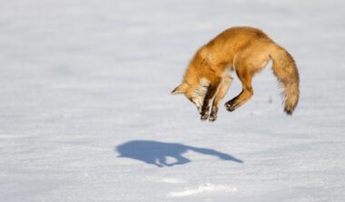 Alcune curiosità sulla volpe, un predatore dalla proverbiale furbizia