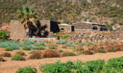 Dall’uva Zibibbo un eccellente vino da meditazione e non solo, prodotto soprattutto a Pantelleria
