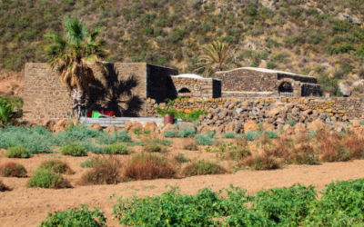 Dall’uva Zibibbo un eccellente vino da meditazione e non solo, prodotto soprattutto a Pantelleria
