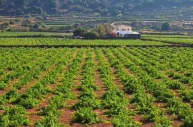 Dall’uva Zibibbo un eccellente vino da meditazione e non solo, prodotto soprattutto a Pantelleria