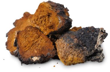 Il fungo Chaga (Inonotus Obliquus): utile contro tumori, virus, infiammazioni e diabete