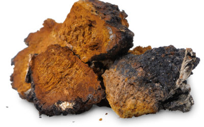 Il fungo Chaga (Inonotus Obliquus): utile contro tumori, virus, infiammazioni e diabete