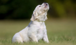 Cane che ulula? Ecco il perché di questo comportamento