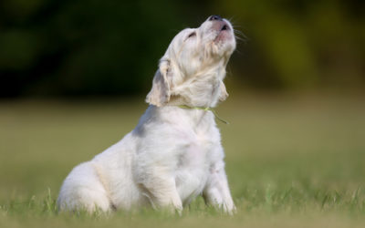 Cane che ulula? Ecco il perché di questo comportamento