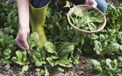 Le verdure primaverili: quali sono e come coltivarle con successo