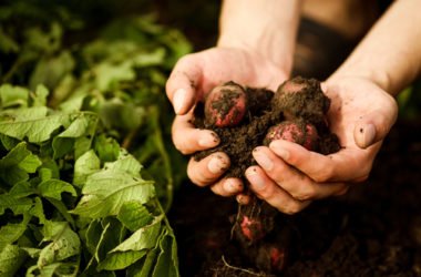 Cos’è l’agricoltura quantistica? Analogie e differenze rispetto all’agricoltura biodinamica