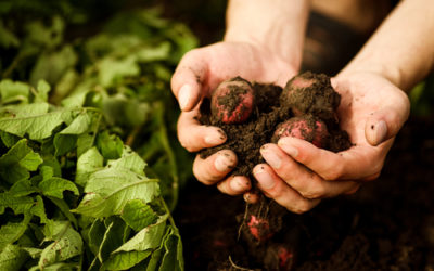 Cos’è l’agricoltura quantistica? Analogie e differenze rispetto all’agricoltura biodinamica