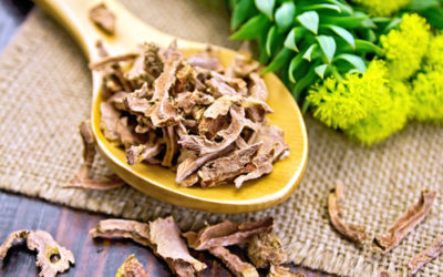 Tutti gli utilizzi della rodiola rosea, una pianta molto apprezzata in erboristeria