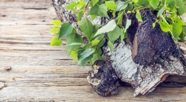Il fungo Chaga (Inonotus Obliquus): utile contro tumori, virus, infiammazioni e diabete