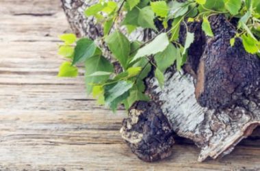 Il fungo Chaga (Inonotus Obliquus): utile contro tumori, virus, infiammazioni e diabete