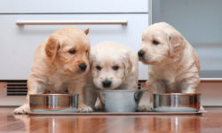 Alimentazione del cane: quali sono le basi? Come scegliere correttamente il cibo?