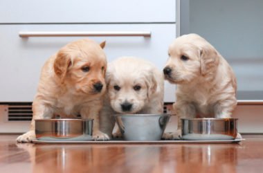 Alimentazione del cane: quali sono le basi? Come scegliere correttamente il cibo?