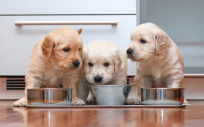 Alimentazione del cane: quali sono le basi? Come scegliere correttamente il cibo?