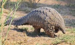 Un curioso mammifero simile al formichiere ma ricoperto di scaglie: il pangolino!