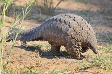 Un curioso mammifero simile al formichiere ma ricoperto di scaglie: il pangolino!